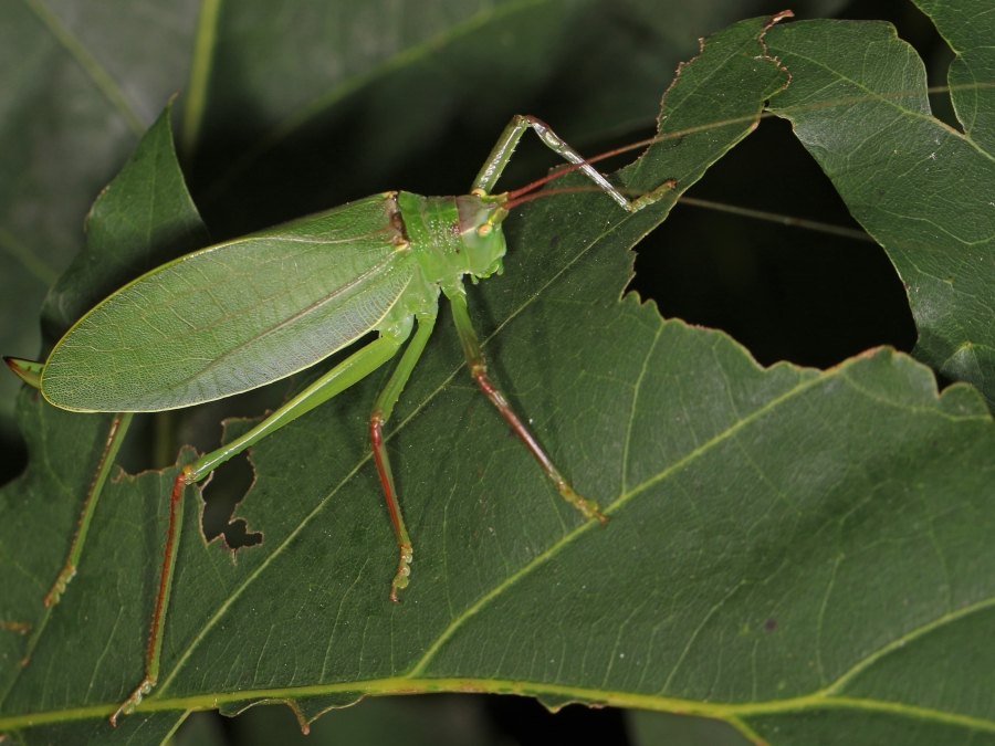 Common true katydid