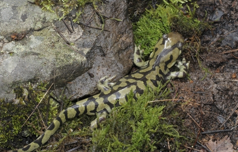 A rare sighting of an adult tiger salamander cryptically blending into his surroundings.