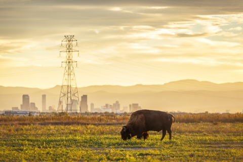 A brown bison grazes in the foreground with Denver and the Rocky Mountains rising in the background