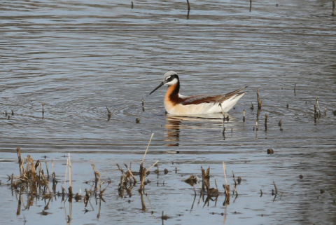 A wilson's phalarope swimming in water.