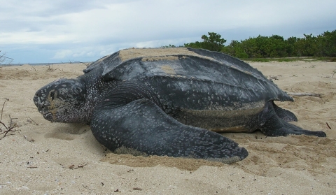 Sea turtle on beach