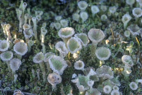 a close up of a light green plant shaped like a funnel.