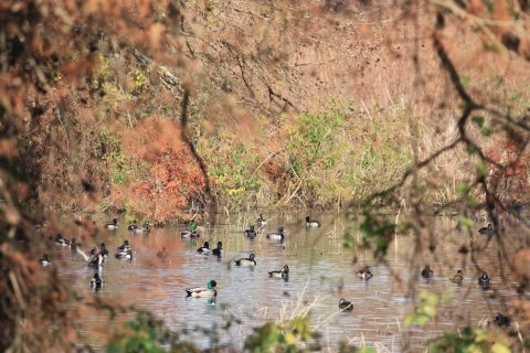 Waterfowl in a pond surrounded by trees.