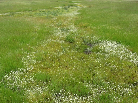 vernal pool 