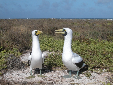 Two masked boobies look at each other while standing between green bushes on Howland. 
