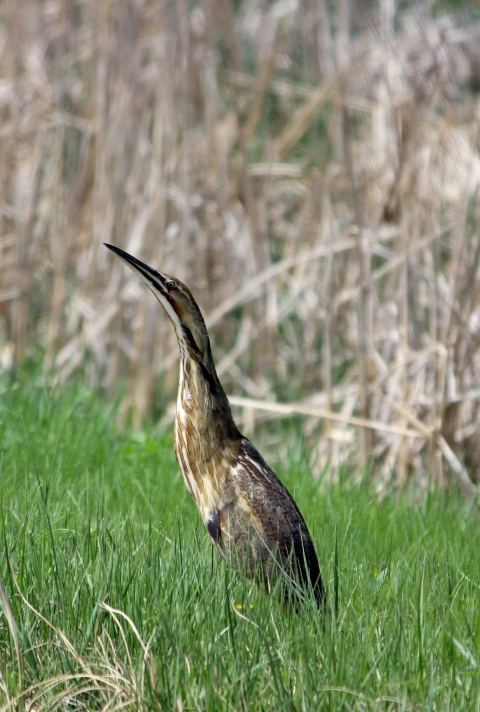 American Bittern