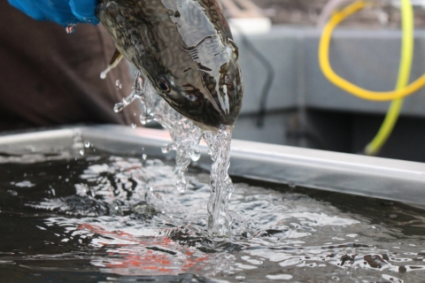 Close up photo of head and face of a lake trout