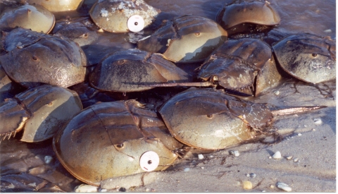 Close up photo of horseshoe crab with round tag attached to carapce