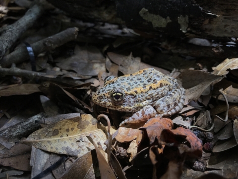 Adult gopher frog in leaf litter