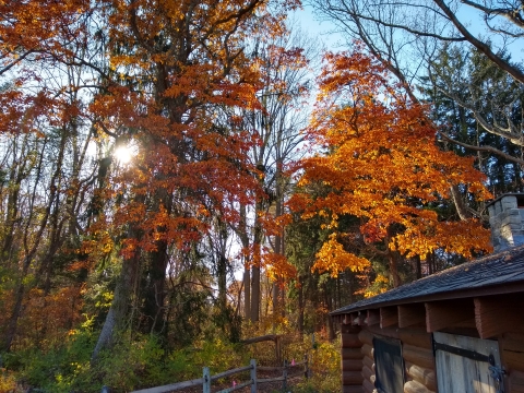 A trail through the woods of Salt Meadow in fall, with historic log cabin