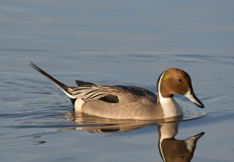 A single drake pintail with his reflection on the blue water