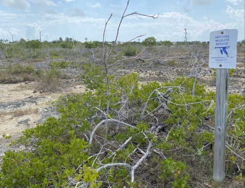 A barren, pine rockland with vegetation, dead trees and USFWS sign.