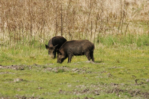 Two Feral Hogs foraging in a field on the refuge.
