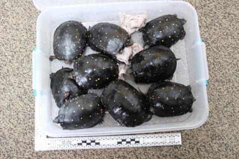 A plastic tub is loaded full of 9 turtles, packed in tight. The turtles are all the same species, with dark shells with yellow spots on them.