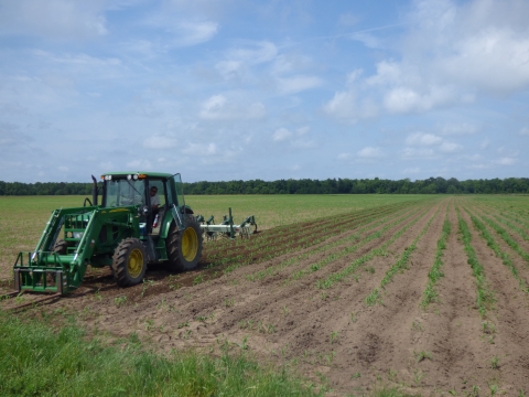Employee is on tractor to disk a corn crop planted to supplement food for wildlife. 