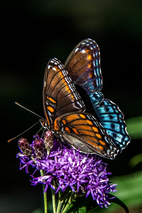 Butterfly on purple flowers