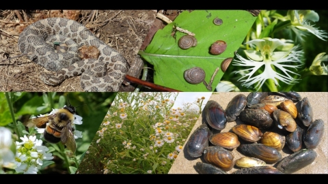 Image collage of federally listed species in Illinois-Iowa including decurrent false aster, rusty patched bumble bee, Iowa Pleistocene snail, eastern massasauga rattlesnake, and freshwater mussel species