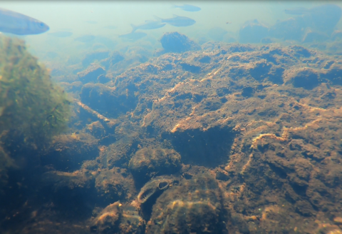 a mussel blends into a rocky river bottom as fish swim over head