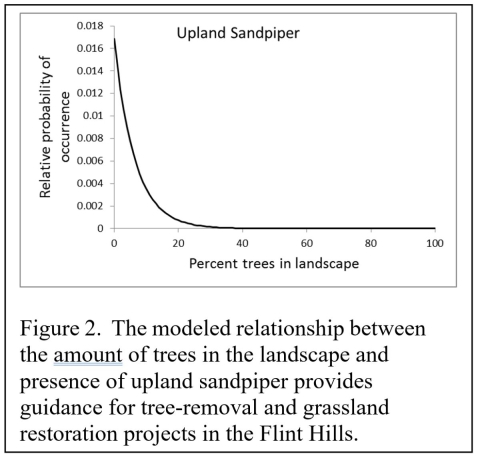 Sandpiper