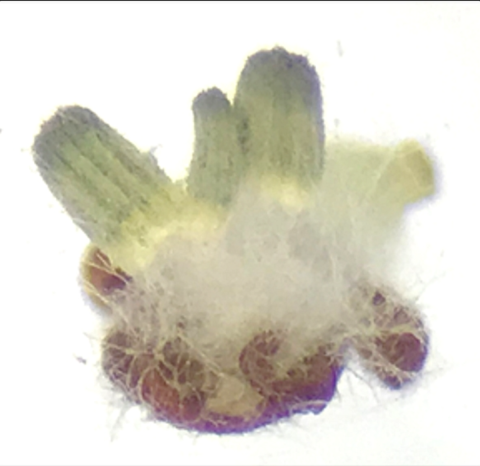 Fungi growing out of tick body under a microscope.