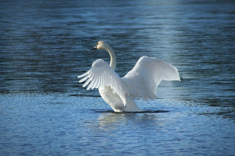 A large, white swan stretches its wings while seated in a body of water
