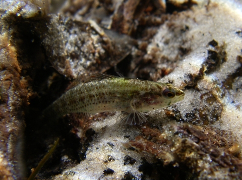 An Okaloosa darter hovers in clear stream water.