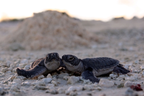 Two baby sea turtles are on together on the sand. They are dark in color with a light, tan underbelly.