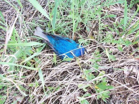 a dead indigo bunting lays in the grass