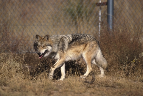 Mexican wolf
