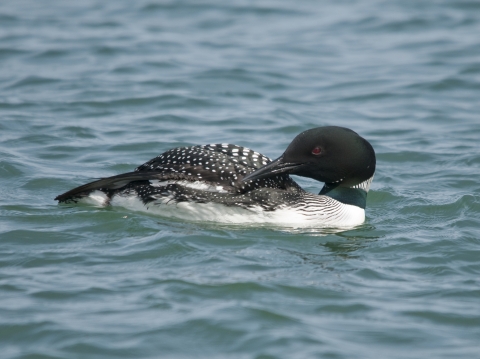 Common Loon in breeding plumage.