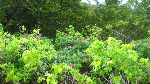 Variety of colorful shrubs represent a remnant of the beautiful formal gardens that once graced this property