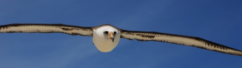 A large white bird soaring in blue sky with its long white-and-black wings spread the width of the photo