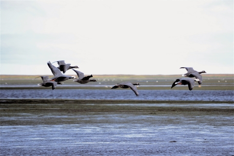 7 grey birds fly over a wetland