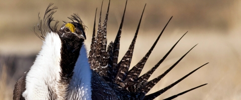 Sage Grouse Close up