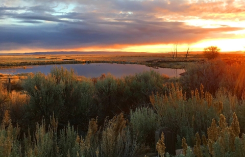 A bright orange sky with a setting sun with a pond and vegetation in the foreground
