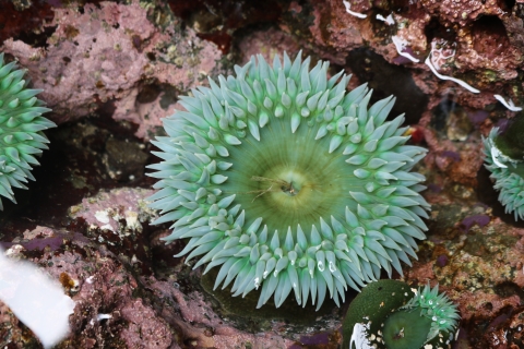 Green Sea Anemone