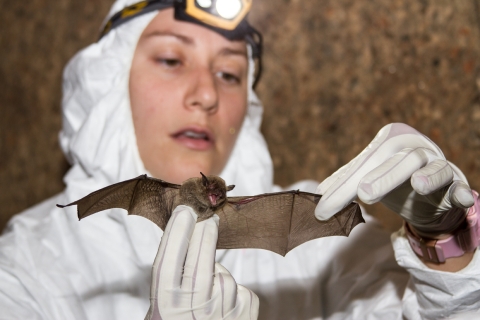 Female biologist standing in cave, in protective white suit with headlamp, holding a small gray bat.