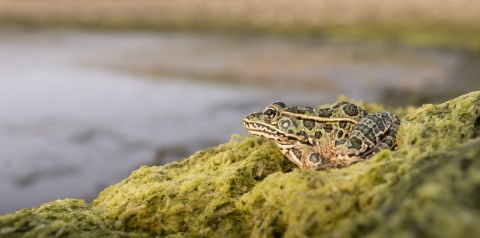 frog on mossy bank