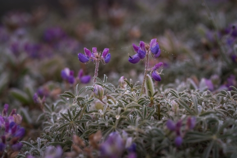 Seashore Lupine