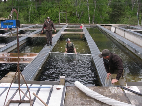 Crowding fish in a raceway
