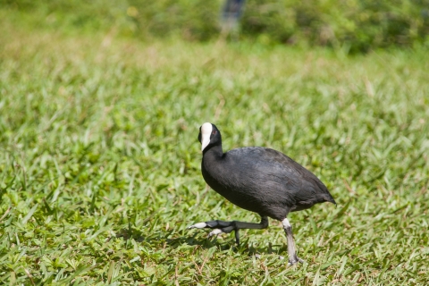 Hawaiian coot walking on grass