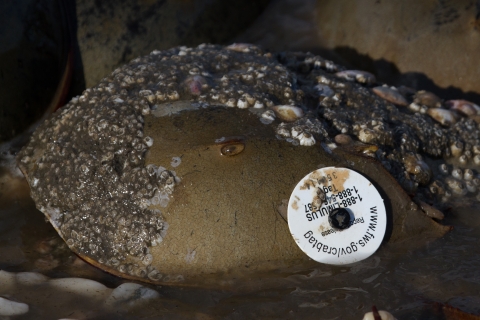 Tagged Horseshoe Crab from Long Island Sound