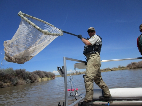 Jet boat electrofishing for Wind River sauger