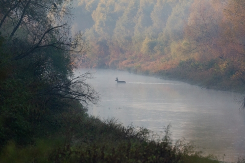 Antlered deer fording a large river lined with colorful trees