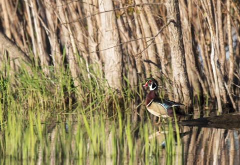 Duck stands at waters edge in forested wetland.