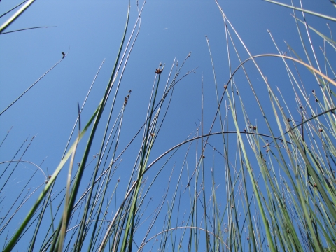 Rushes