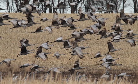 Sandhill cranes at Huron Wetland Management District in SD