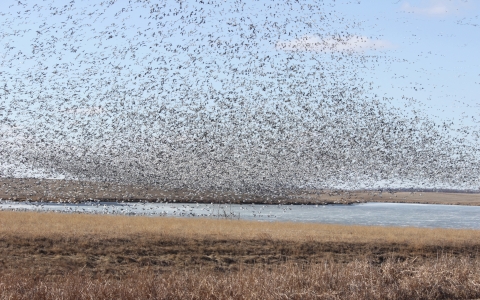 A large flock of snow geese swirling in unison as they descend upon a prairie wetland