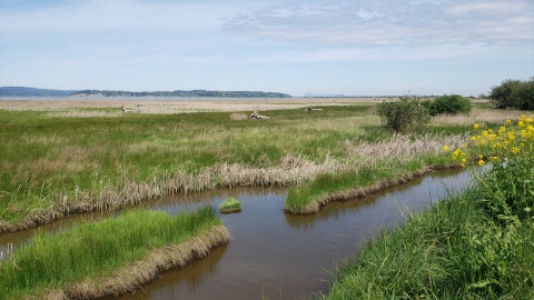 Stillaguamish Tidal Wetlands