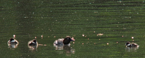 Brown duck with three brown and white ducklings on water.